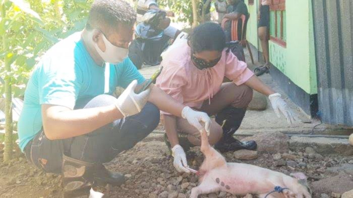 Demam Babi Afrika Melanda 9 Kabupaten di NTT