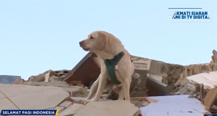 Rusia Kirim Tim SAR Bantuan Evakuasi Korban Gempa Gempa Turki dan Suriah