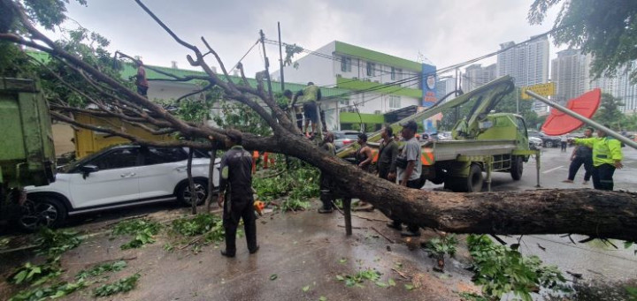 14 Pohon di Jakarta Tumbang Imbas Hujan Disertai Angin Kencang, Ini Lokasinya