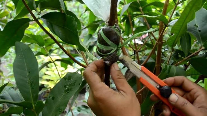 Mencangkok: Pengertian, Kelebihan dan Kekurangan, dan Cara