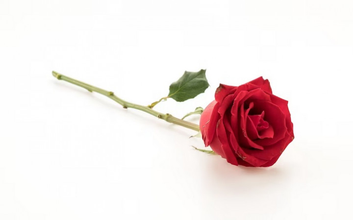 Pahami Makna dari Jenis Bunga Ini di Hari Valentine