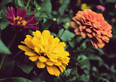 Ilustrasi-threebouquets