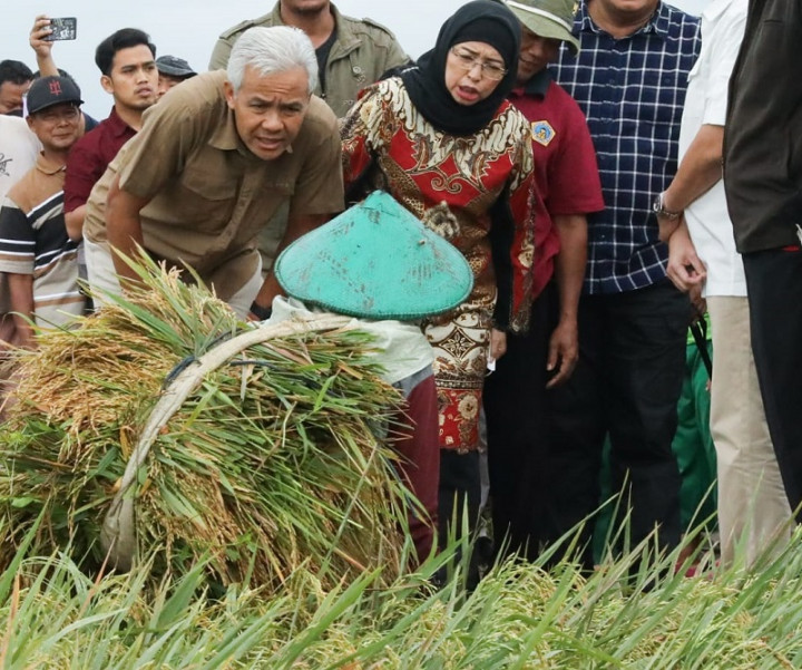 Panen Padi Dimulai, Ganjar Yakin Stok Beras Tersedia