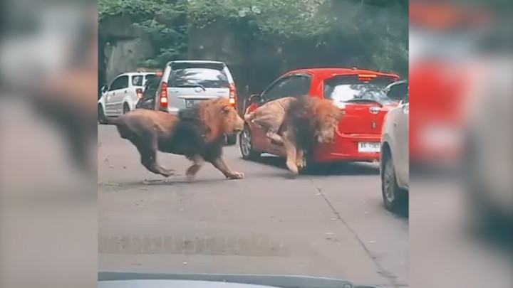 Viral Mobil Ditabrak Singa, Tenang Asuransi Tanggung