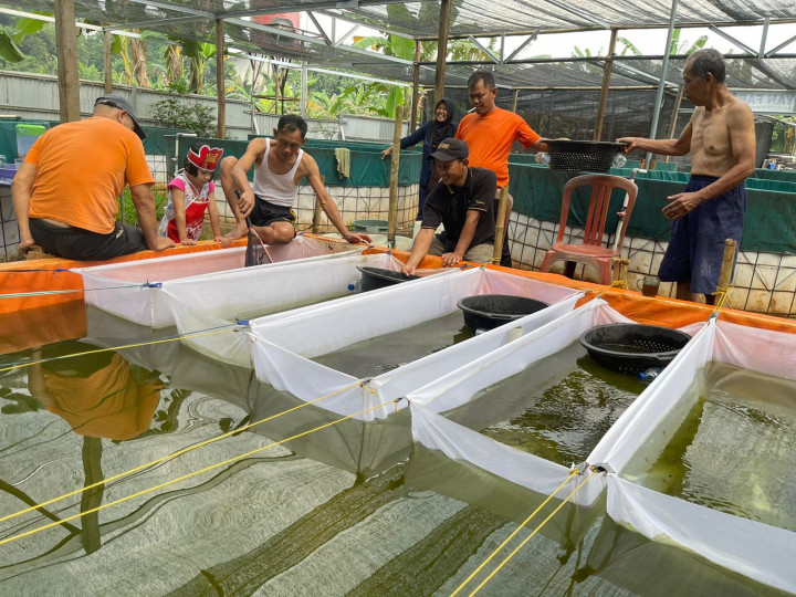 Omzet Petani Lele di Tangerang Naik 4 Kali Lipat Berkat Dukungan PLN Peduli