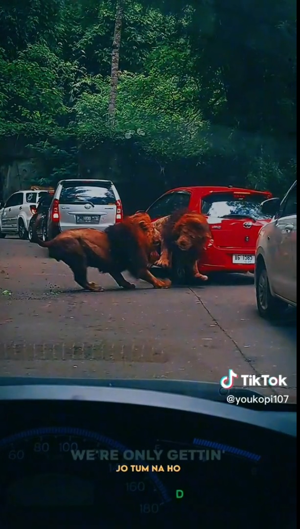 Begini Kondisi Dua Singa Taman Safari yang Tabrak Mobil Pengunjung
