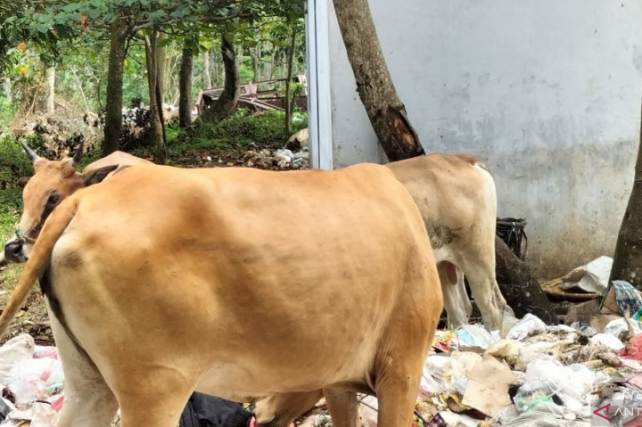 LSD Picu Penjualan Sapi di Sukoharjo Anjlok 50%