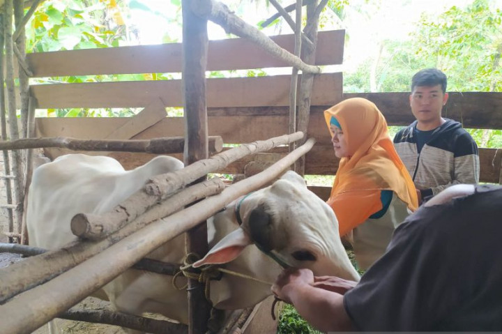 LSD pada Hewan Ternak di Jepara Kian Meluas