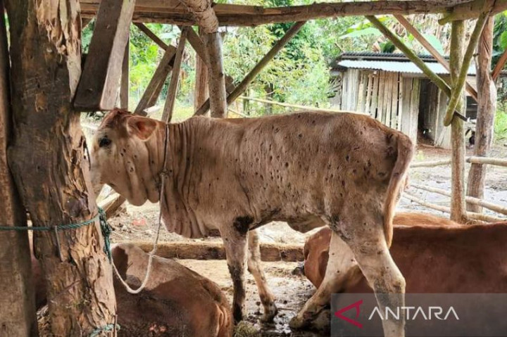 Pemprov Bengkulu Batasi Mobilitas Ternak di Kabupaten Mukomuko