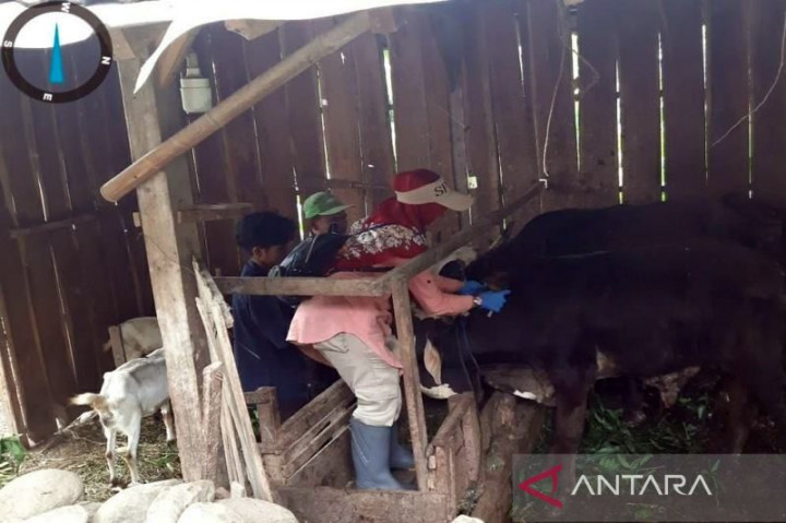 Stok Daging Sapi di Boyolali Aman meski Virus LSD Merebak