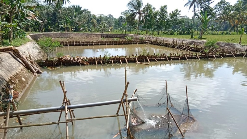 Program Tambak Dan Pertanian Bikin Warga Di Banten Mandiri