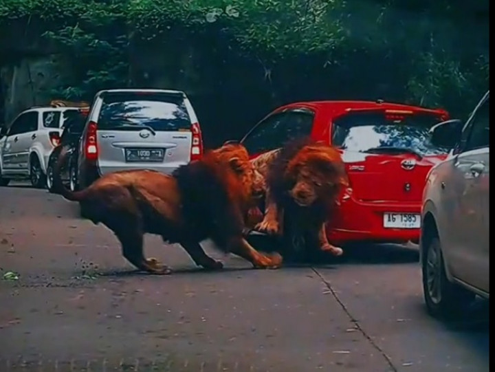 Mobil yang Diseruduk Singa di Taman Safari Akhirnya Diganti Rugi, Untung..