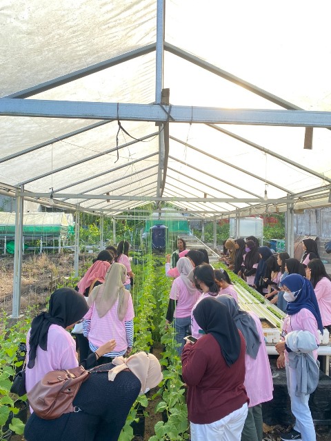 Manfaatkan Lahan Sempit, Milenial di Pontianak Dilatih Tanam Hidroponik