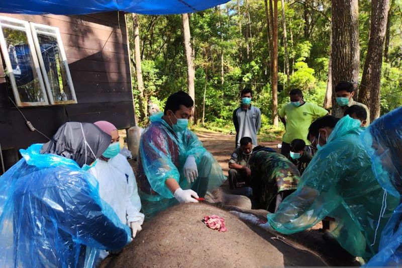 Gajah Dwiki Berusia 43 Tahun di Sumut Mati