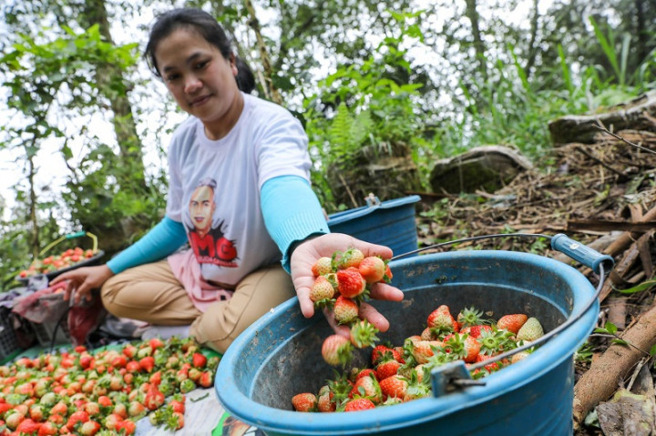 Para Petani Muda di Rancabali Dilatih Pertanian Organik