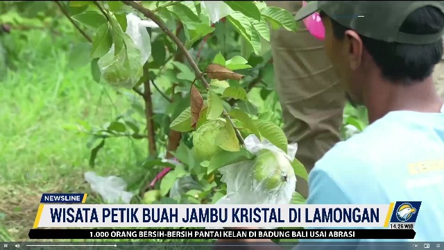 Keputusan Muhtadin Alih Tanam Pertanian ke Jambu Kristal Berbuah Manis