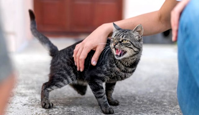 Cakaran kucing yang tak sehat dapat sebabkan infeksi bakteri dan pembengkakan pada kelenjar getah bening. (Foto: Ilustrasi/Dok. Unsplash.com)