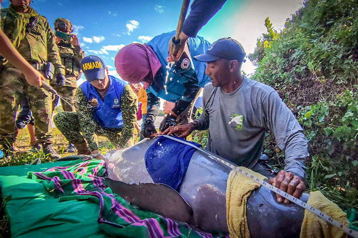 Melihat Penyelamatan Dua Lumba-lumba Pink dari Sungai Kolombia