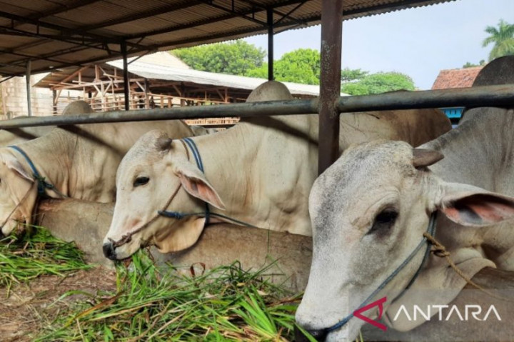 Kasus LSD pada Hewan Ternak di Sragen Melandai