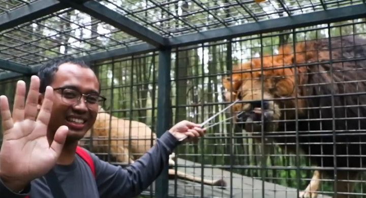 Akhirnya 'Berdamai', Pengemudi Yaris Bertemu dengan Singa yang Tabrak Mobilnya