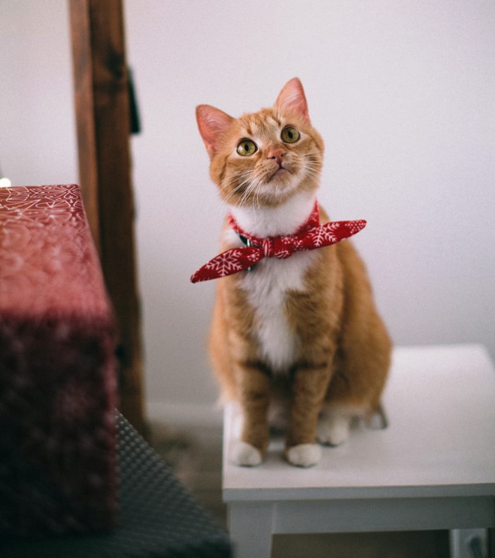 Catat! Ini 4 Cara Menjaga Kesehatan Kucing