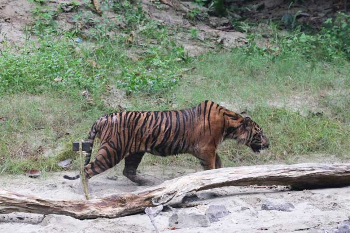 Harimau Mangsa Ternak, Warga Aceh Jaya Takut Berkebun