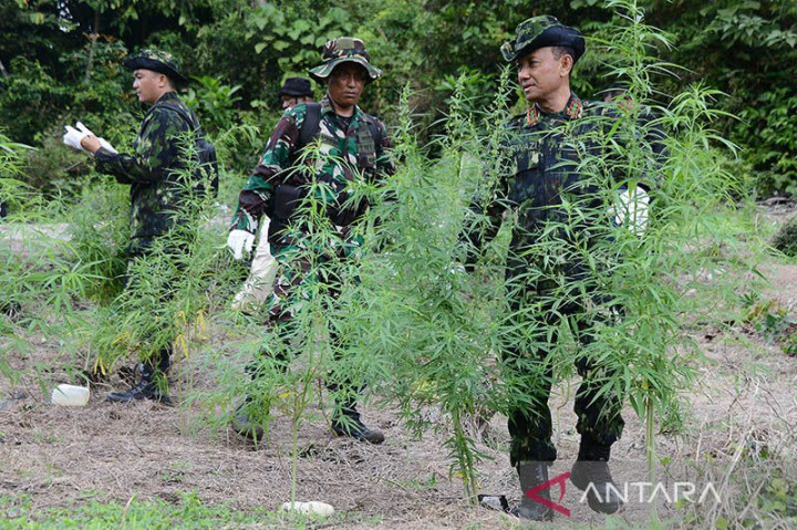BNN Temukan 18 Ribu Batang Ganja di Pegunungan Aceh Besar