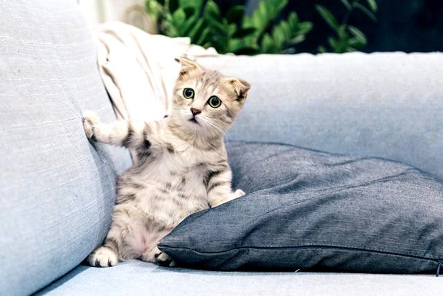 Kotoran Kucing Memiliki Bau Tidak Enak? Ini Penyebabnya!