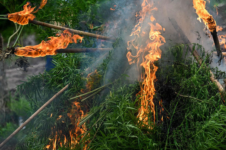 Wow! BNN Temukan 18 Ribu Batang Ganja di Pegunungan Aceh Besar