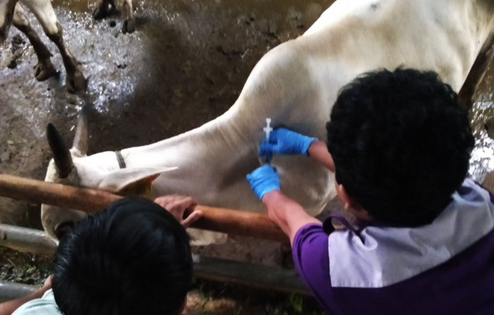 DKPP Jepara Mulai Vaksinasi LSD