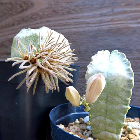 Para Kolektor Tanaman, Intip 5 Tanaman Hias Langka Paling Dicari