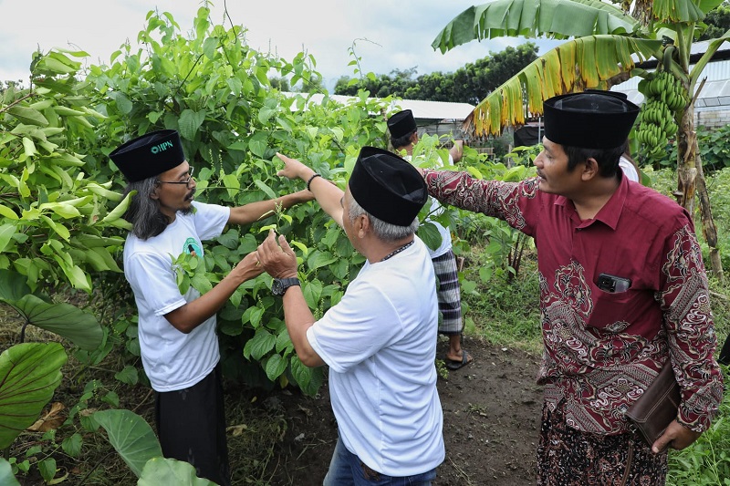 Wujudkan Ketahanan Pangan, Kiai Muda Jatim Budi Daya Kacang Sacha Ichi di Ponpes