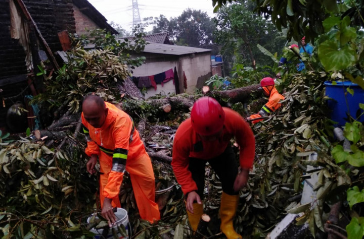10 Rumah di Jepara Rusak Tertimpa Pohon
