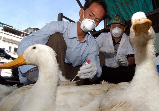 Petugas kesehatan di Kamboja memeriksa unggas terkait virus H5N1 atau flu burung. Foto: AFP