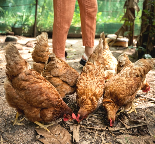 3 Berita Terpopuler Gaya: Waspada Flu Burung H5N1 Hingga Manfaat Jengkol untuk Kesehatan