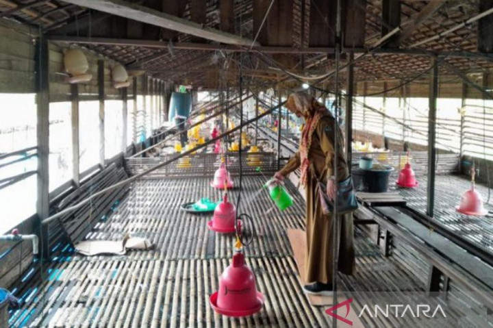 Flu Burung, Kalsel Tingkatkan Kewaspadaan