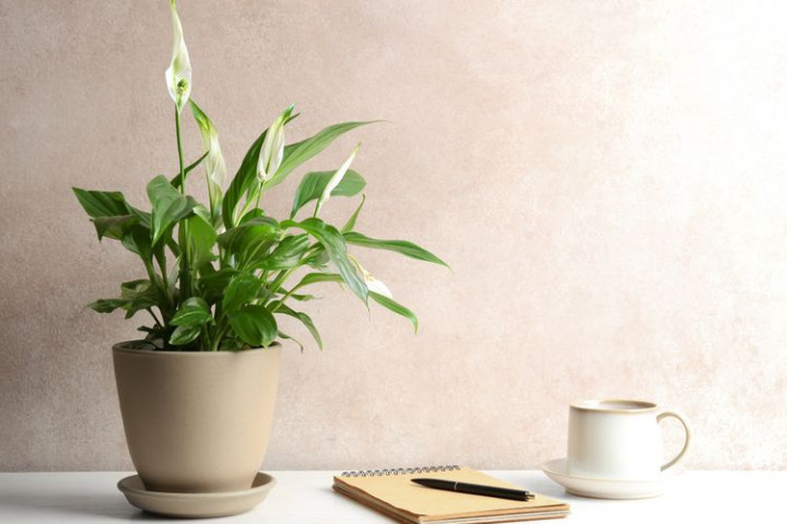 Tak Butuh Cahaya, 7 Tanaman Ini Bisa Disimpan dalam Ruangan