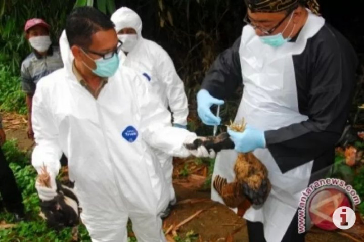 Banjarbaru Pastikan Tak Ada Unggas Terjangkit Flu Burung