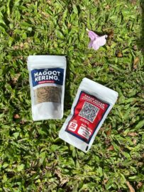 Lulusan HI UB Ini Pilih Jadi Pengusaha Maggot Ketimbang Diplomat