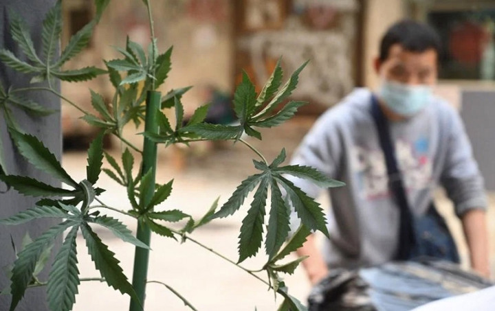 Tok! Hong Kong Resmi Larang Penggunaan dan Kepemilikan Ganja
