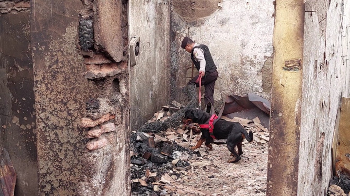 Cari Korban Kebakaran Plumpang, 5 Anjing Pelacak Diterjunkan