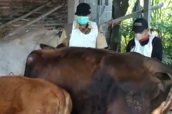Blitar Intensifkan Vaksinasi Sapi Cegah LSD