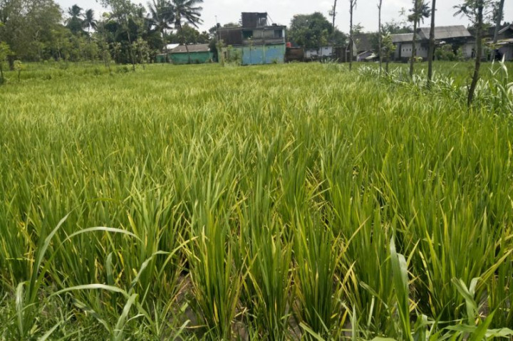 1.000 Petugas Disiapkan untuk Sensus Pertanian di Lombok Tengah