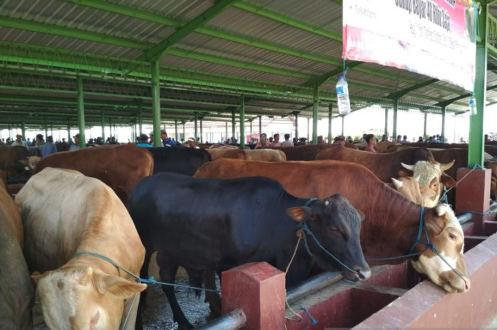 Sapi Positif Virus LSD di Kudus Dapat Pengobatan Hingga Sembuh