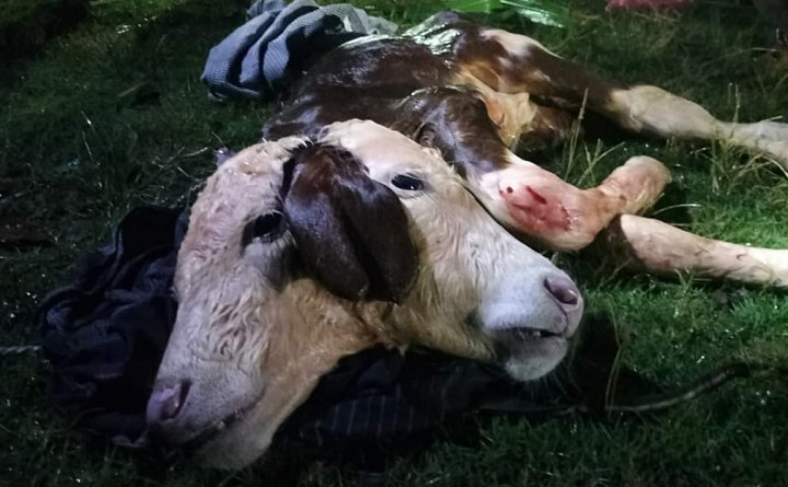 Langka, Anak Sapi Berkepala 2 Gegerkan Warga Kabupaten Malang