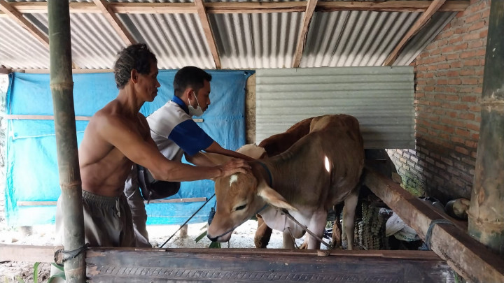 Kasus Meningkat, Vaksin LSD di Jepara Tersendat