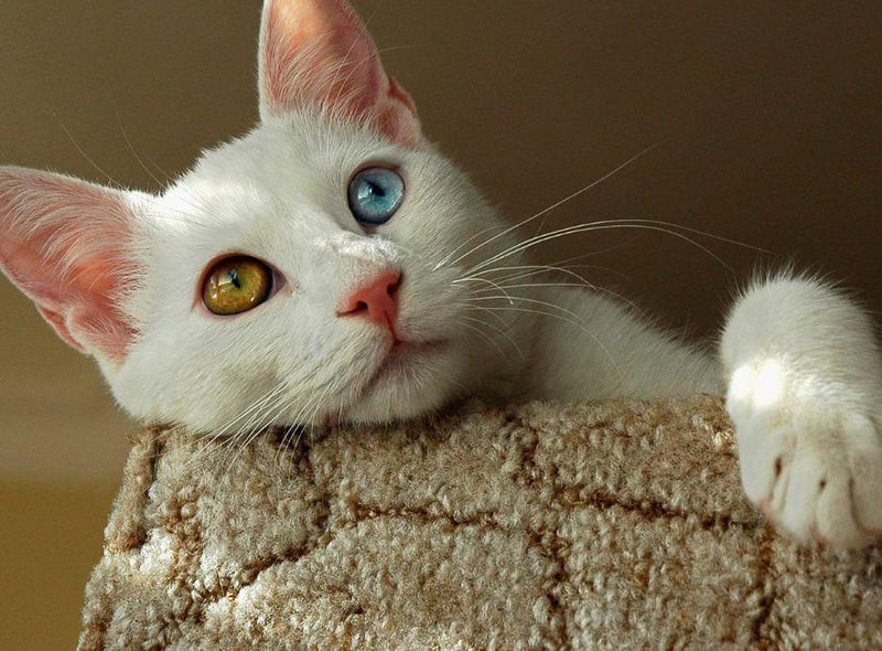 Ini ras kucing cantik yang juga langka. (Foto: Dok. Scorsman)