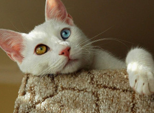 5 Ras Kucing Cantik Paling Langka, Termasuk Si Lucu Chartreux