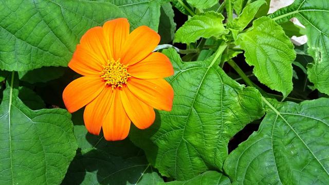 Daun Insulin Turunkan untuk Penderita Diabetes, Kenali Efek Sampingnya