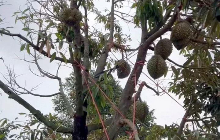 Marak Pencurian Durian di Thailand, Polisi Atur Skema Pengamanan